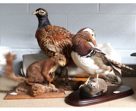 Taxidermy: A Collection of Various Animals and Birds, to include - a full mount adult drake Mandarin duck, mounted upon an ov