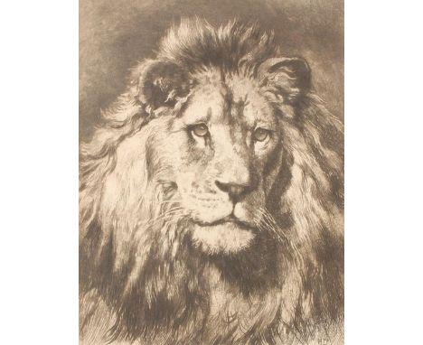 HERBERT THOMAS DICKSEE (British, 1862-1942)  Head of a lion - His Royal Highness  Etching, signed with initials HD to the pla