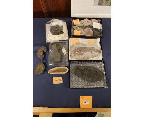 Group of fish fossil with identification cards to include Cheiracanthus Murchisoni, Osteolepis Panderi, Osteolepismacrolepido