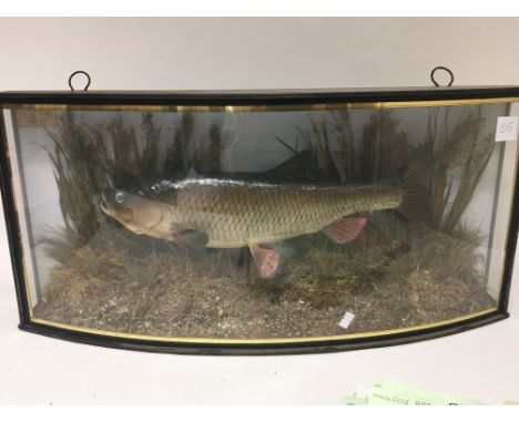 A Taxidermy of a trophy fish a large Chub caught on the Avon in 1958 weight 3lb 9oz. Well presented in a bow fronted glass ca