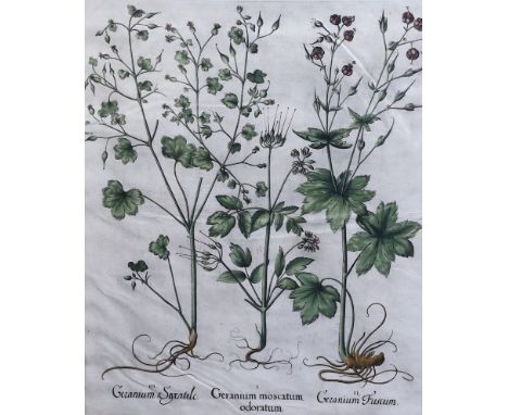 Basilius Besler (German, 1561-1629) Geranium Sanguinarium, Geranium Muscatum in odorum, Geranium Sanguinarium maius and Geran