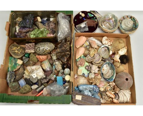 AN ASSORTED LOT OF COLLECTABLE GEMSTONE, FOSSILS AND SHELL SPECIMENS, to include amethyst crystals, pyrite, peacock ore, smok