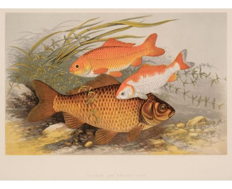 Houghton (William). British Fresh-Water Fishes, 2 volumes in 1, London: William Mackenzie, [1879], 41 colour plates, some lig