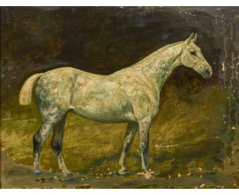 ENGLISH SCHOOL (late 19th/early 20th century), Portrait of a Grey, Oil on canvas, framed.  45 x 34.5 cm.