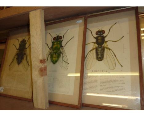 3 framed botanical prints depicting flies