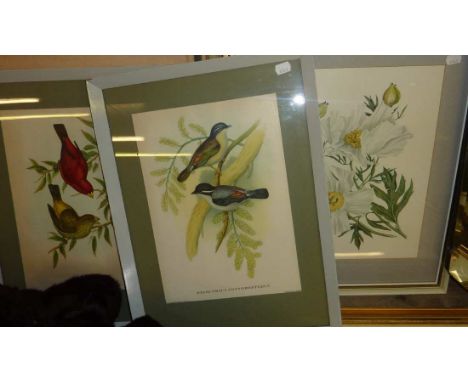 2 framed bird prints and a floral print