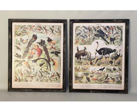 REPRODUCTION VINTAGE FRENCH BIRD POSTERS, a set of two, framed and glazed, 110cm H x 87cm W. (2) 