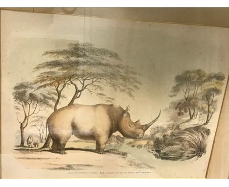 Plate XIX Rhinoceros Simus—The Square Nosed or White Rhinoceros, 19 th Century lithograph with colours, inscribed to mount ‘P