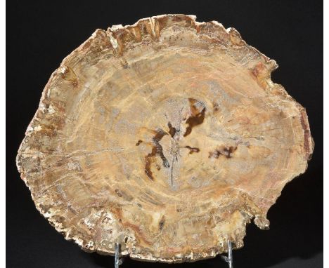 *Fossil Wood section. Large Fossil Wood section, Triassic Period of Madagascar,  very impressive interiors piece, weighing ap