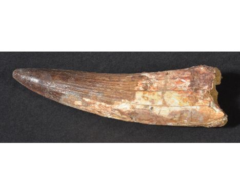 *Tooth. Spinosaurus aegyptus tooth, from Kem Kem Basin, Taouz, Morocco, Cretaceous, 110 Million Years,  11 cm long  The Spino