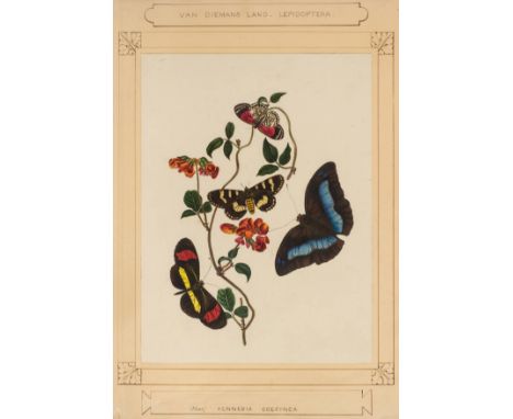 *After Edward Donovan (1768-1837). Six fine watercolours of butterflies, including South American Lepidoptera, one of British