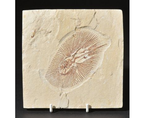 *Stingray from the Cetaceous of Lebanon. A very rare and well preserved fossil with fine detail to the fringes of the fins,  