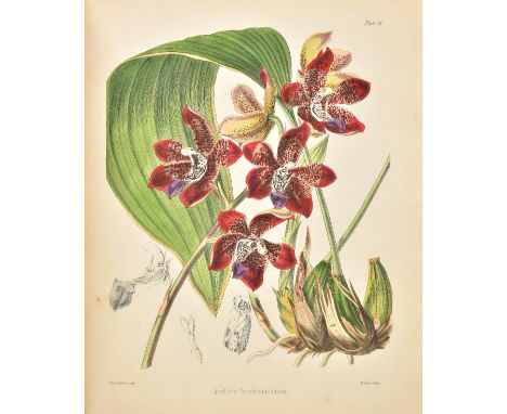 Hooker (William Jackson). A Century of Orchidaceous Plants Selected from Curtis's Botanical Magazine, 1849, 100 hand-coloured