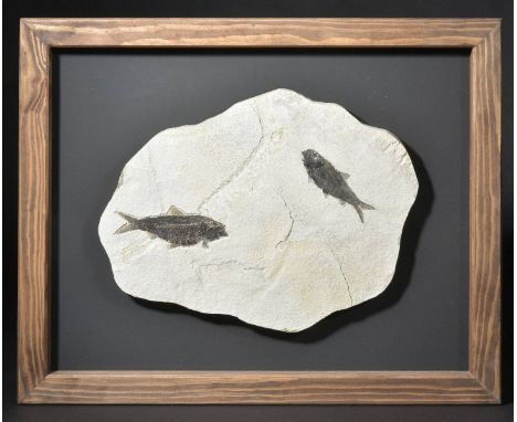 *Fossil Fish. Knightia alta fossil fish, from Kemmerer, Wyoming, USA, Eocene 47 Million Years,  36cm, presented in a pine fra
