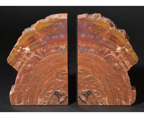 *Arizonan Bookends. A pair of fossil wood bookends, Araucarioxylon arizonicum, Arizona, USA, Triassic 225 Million Years,  hig