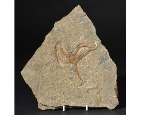 *Fossil Starfish - Brittlestar. Ophiuroidea from the Middle Ordovician of El Kaid, Morocco,  very attractive specimen with fi