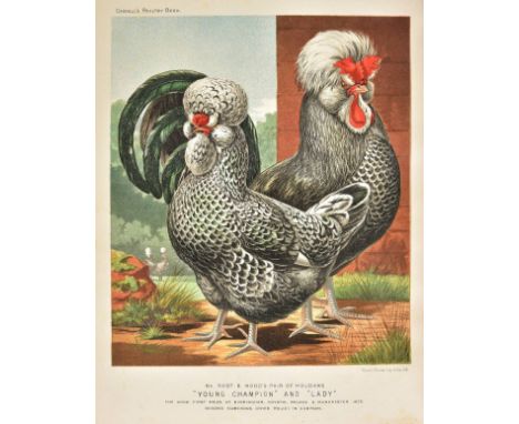 Wright (Lewis). The Illustrated Book of Poultry, with Practical Schedules for Judging, constructed from Actual Analysis of th