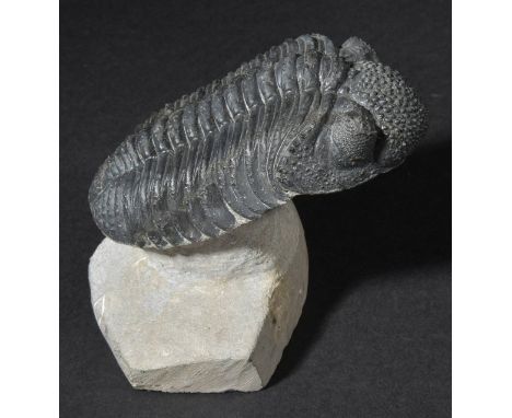 *Drotops megalomanicus. This is one of the larger trilobites from the Devonian of Morocco,  the specimen has been cleaned awa