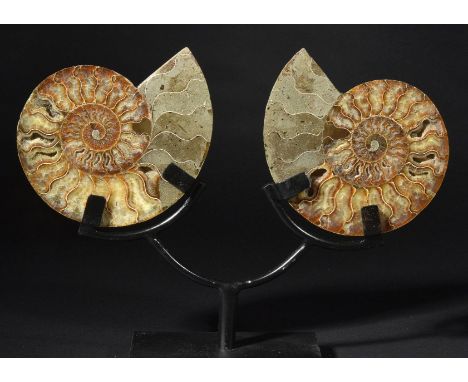 *Cleoniceras. This ammonite had been cut through its centre and then polished to reveal the intricate chambers which have bee