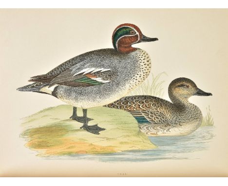 Morris (Beverley R.). British Game Birds and Wildfowl, 1st edition, Groombridge and Sons, 1855, 50 hand-coloured wood-engrave