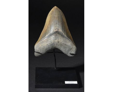 *Fossil Megalodon Shark Tooth on custom stand. This is a Museum grade tooth with near perfect serrations throughout,  it has 