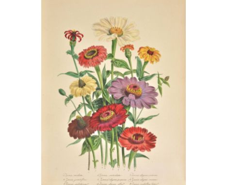 Loudon (Jane Webb). The Ladies' Flower-Garden of Ornamental Annuals, 1st edition, William Smith, 1840, 48 coloured lithograph