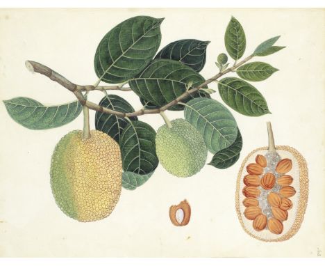 COMPANY SCHOOL - INDIAA botanical study of large fruit on a branch, with cross-section and pip detail,  watercolour, heighten