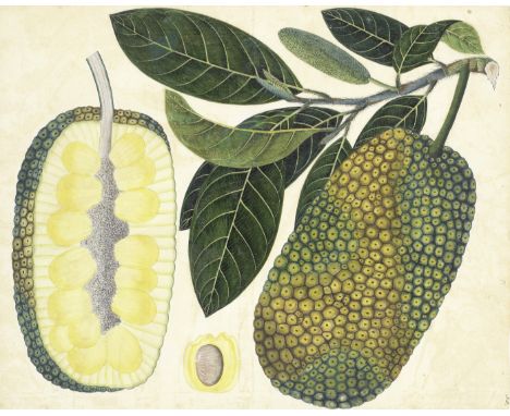 COMPANY SCHOOL - INDIATwo botanical studies of large fruit (Bread fruit; Jack fruit) on a branch, with cross-section and pip 