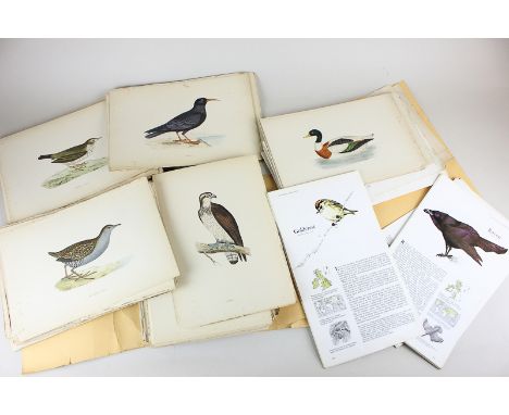 A collection of book plates depicting birds and wildfowl,  unframed, 6cm by 24cm, together with loose pages from 'A Guide To 