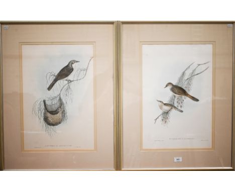 Two Gould lithographic plates - Plectoryncha Lanceolata and Cincloramphus Rufescens, 51 x 35 cm (2) 