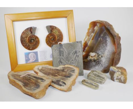 Collection of petrified wood &amp; fossil stones including polished split ammonite, 2 specimens of opal potch, 4 petrified wo