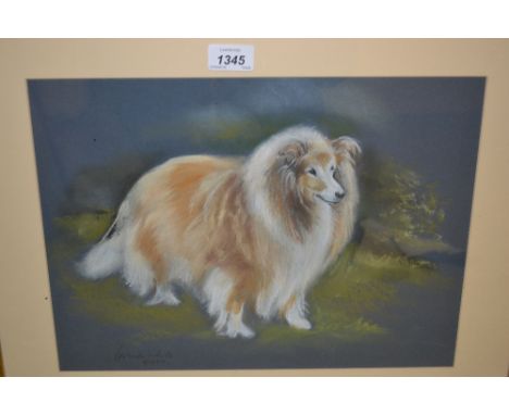 Pastel portrait study of a dog, signed White, 12ins x 14ins