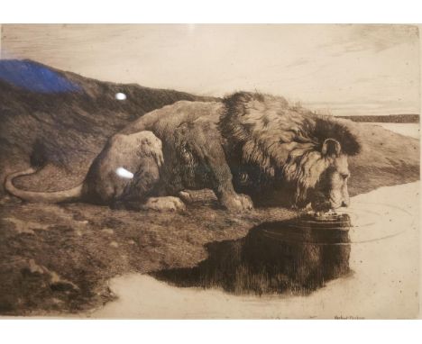 Herbert Thomas Dicksee, British, (1862 - 1942), etching of a male lion drinking at the river's edge, signed in plate. Framed 