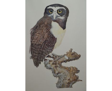 Patrick Connolly, signed Limited Edition colour print of a spectacled owl, No. 292 of 450