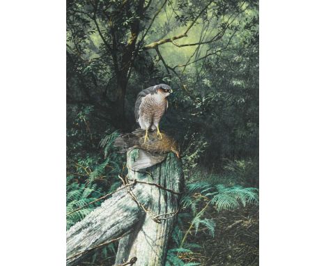 § Alan M  Hunt (b. 1947) Sparrowhawk with its preysigned 'ALAN M HUNT 1983' (lower left)gouache on paper58 x 42.5cm82 x 65.5c