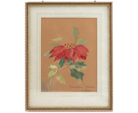 K Romer, pair of watercolours, Poinsettia Madeira and Sapatinho Madeira, floral studies, 10ins x 7.75ins