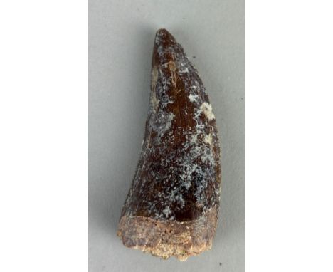 AN AFRICAN T REX TOOTH FOSSIL (CARCHARODONTOSAURUS SAHARICUS), 6cm LSome of the largest predators to roam the earth.Kem kem b