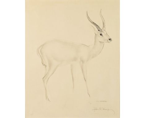 JOHN RATTENBURY SKEAPING (BRITISH, 1908-1980)Antelopesigned in pencil 'John R Skeeping' (lower right)lithograph34 x 27cmtoget