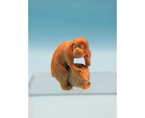 A Japanese bone netsuke, Meiji period, monkey opening persimmon, signed, 2in. SEE ILLUSTRATION