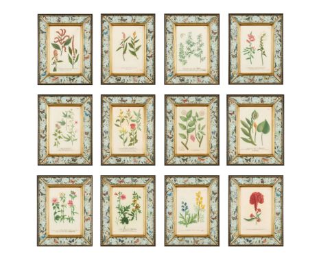  SET OF TWELVE HAND-COLOURED BOTANICAL ENGRAVINGS FROM WEINMANN'S 'PHYTANTHOZA ICONOGRAPHIA' MID 18TH CENTURY after Johann Wi