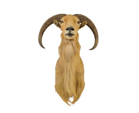 A taxidermy Aouad sheep - together with a certificate of registration, 85cm high. (2)