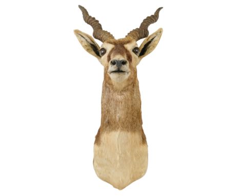 A taxidermy blackbuck - 75cm high.