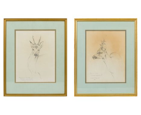 Geoffrey DASHWOOD (British b. 1947) Study of a Roe Buck Pencil on paper Signed, titled and dated 1977 lower left Framed and g