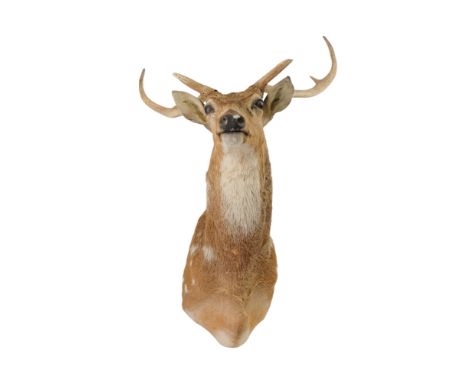 A taxidermy Chital deer - 100cm high.