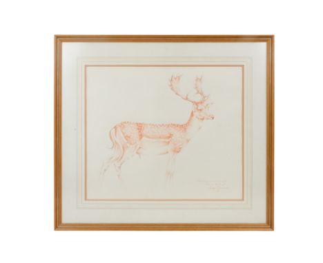 Geoffrey DASHWOOD (British b. 1947) Fallow Buck in Summer Coat Red chalk on paper Signed, titled and dated 1981 lower right F