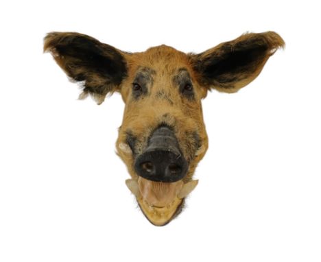 A taxidermy boars head - mouth agape, 48cm high.