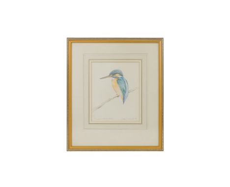 Geoffrey DASHWOOD (British b. 1947) Kingfisher Pencil and watercolour on paper Signed, titled and dated 1981 lower edge Frame