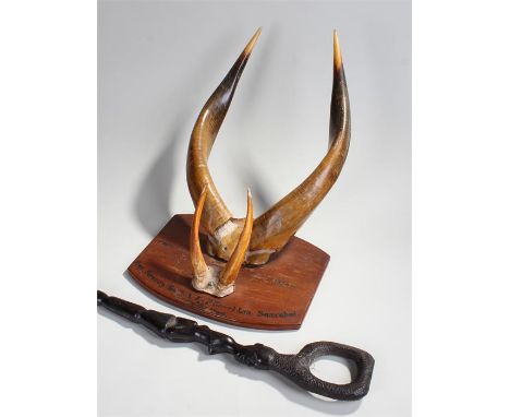 Two pairs of mounted horns, the plaque dated 1974, From Forestry Dent A.T. & P (Ghana) Ltd. Samreboi to T.F. Swynnerton, toge