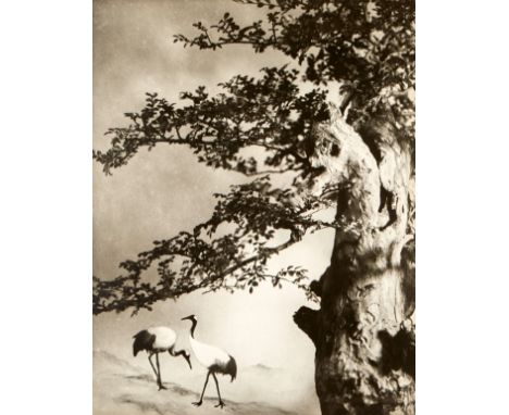 Chin San Long (Lang Jingshan) (Chinese, 1892-1995). Photograph titled "A Pair of Cranes," depicting two cranes beneath a tree