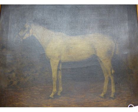 19TH / 20TH.C. ENGLISH SCHOOL. PORTRAIT A RACE HORSE&nbsp; OIL ON CANVAS. 51 X 62CMS.